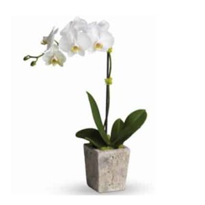 White Orchid In A Cement Pot — Experienced Florists in Toronto, NSW
