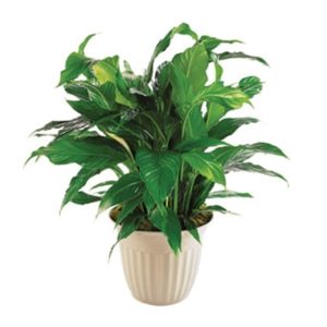 Peace Lily In A Pot — Experienced Florists in Toronto, NSW